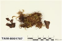 藏品(緣邊走燈苔)的圖片